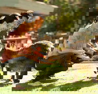 Very Best of Perth Tour - Wildlife Park  City Highlights Tour - Accommodation Yamba