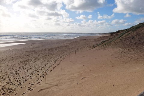 Half Day Phillip Island Woolamai Walking Tour - Accommodation Yamba 7