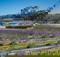 Private Tasman Peninsula Cruise Ship Tour from Port Arthur - Accommodation Yamba