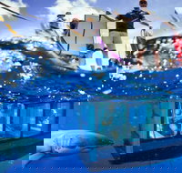 White Shark Tour with Optional Cage Dive from Port Lincoln - Accommodation Yamba