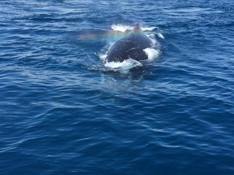 Whitehaven Beach Half-Day Cruises - Accommodation Yamba 8