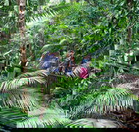 Full Day Daintree Rainforest and Mossman Gorge Tour - Accommodation Yamba