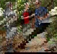 Mossman Gorge Dreamtime Walk and Low Isles Snorkeling and Sailing Cruise - Accommodation Yamba