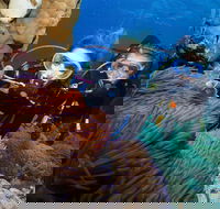 Quicksilver Dive 4 Day PADI Learn to Dive Course - Accommodation Yamba