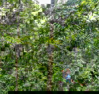 Cape Tribulation and Jungle Surfing Adventure Day from Port Douglas - Accommodation Yamba