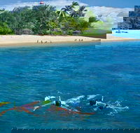Wavedancer Low Isles Great Barrier Reef Sailing Cruise from Port Douglas - Accommodation Yamba