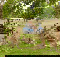 Small-Group Wildlife and Rainforest Tour from Port Douglas - Accommodation Yamba