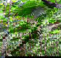 Cape Tribulation Daintree Rainforest and Wildlife Tour - Accommodation Yamba