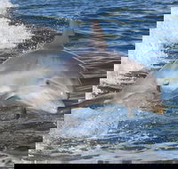Noosa Oceanrider Scenic Dolphin Safari - Accommodation Yamba