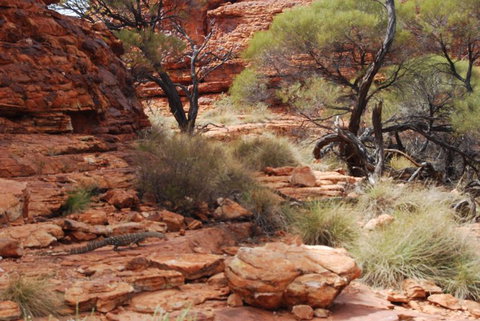 Kings Canyon Day Trip From Ayers Rock - Accommodation Yamba 24
