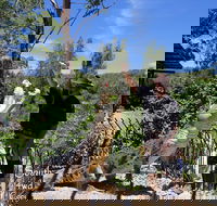 Private Shoalhaven Zoo Experience from Sydney - Accommodation Yamba