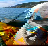 Byron Bay Combo Hinterland Tour Including Minyon Falls and Kayaking with Dolphins - Accommodation Yamba