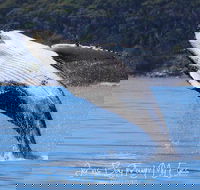 Whale Watching Jervis Bay - Accommodation Yamba