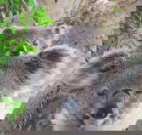 Byron Bay Wildlife Safari - Accommodation Yamba