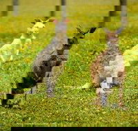 Bordertown Wildlife Park - Accommodation Yamba