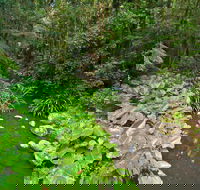 Brindle Creek Walking Track - Accommodation Yamba