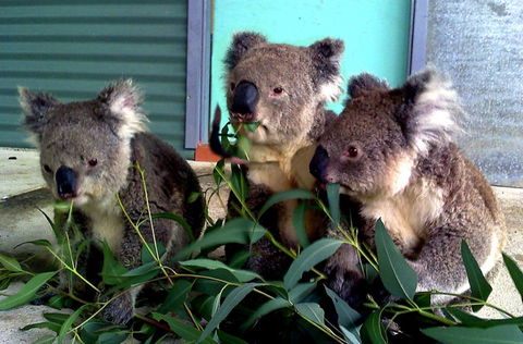 Cohunu Koala Park - Accommodation Yamba 0