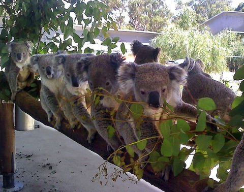 Cohunu Koala Park - Accommodation Yamba 1