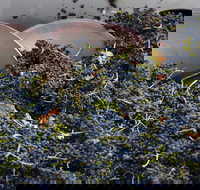 Coldstream - Accommodation Yamba