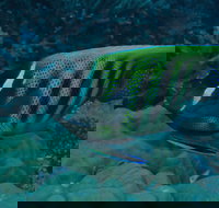 Frankland Islands Dive Site - Accommodation Yamba