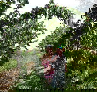 Harben Vale Pick Your Own Cherries - Accommodation Yamba