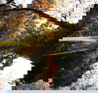 Jamieson Significant Trees - Accommodation Yamba