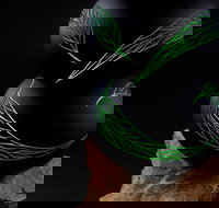 James McMurtrie's  Glass Blowing Studio and Gallery - Accommodation Yamba