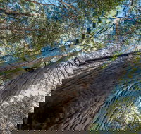 Wallumatta Nature Reserve - Accommodation Yamba