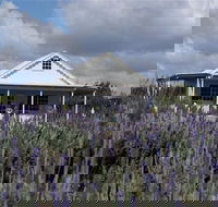 Amandine Lavender - Accommodation Yamba