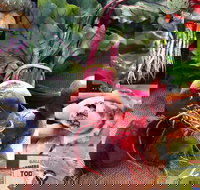 Ballina Farmers Market - Accommodation Yamba