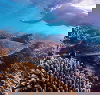 Complete Ningaloo Reef Experience - Accommodation Yamba