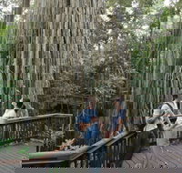 Curtain Fig Tree Yungaburra