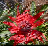 Inverawe Native Gardens - Accommodation Yamba