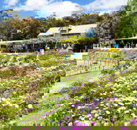 Kate's Berry Farm - Accommodation Yamba