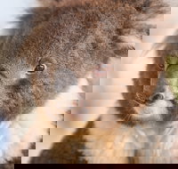 Kyabram Fauna Park - Accommodation Yamba