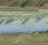 Leaning Tree Lagoon Nature Park - Accommodation Yamba