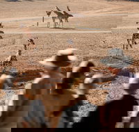 Monarto Safari Park - Accommodation Yamba