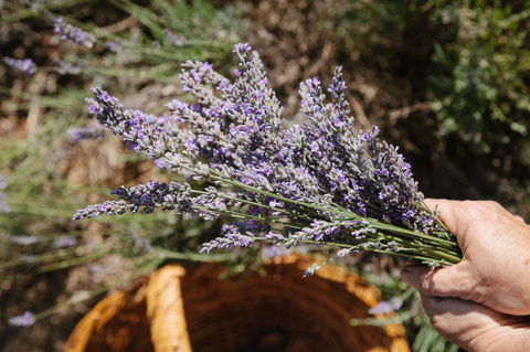 Nannup Lavender Farm - Accommodation Yamba 2