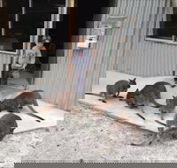 The Patriarch Wildlife Sanctuary - Accommodation Yamba