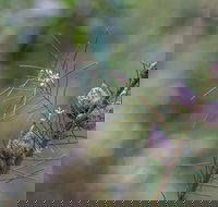 Wallumatta Loop Trail - Accommodation Yamba