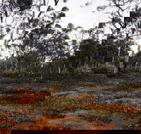Woylie Walk Dryandra Woodland - Accommodation Yamba