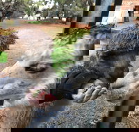 Alpaca Farm Experience at Crookwell - Accommodation Yamba