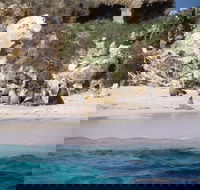 Australian Sea Lions - Accommodation Yamba