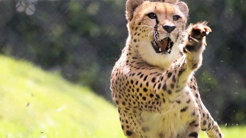 Billabong Zoo: Koala And Wildlife Park - Accommodation Yamba 0
