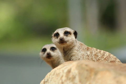 Billabong Zoo: Koala And Wildlife Park - Accommodation Yamba 1
