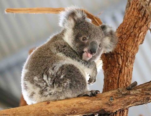Billabong Zoo: Koala And Wildlife Park - Accommodation Yamba 2