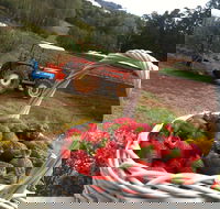 Blue Hills Berries and Cherries - Accommodation Yamba