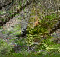 Hopetoun Falls Walking Track - Accommodation Yamba