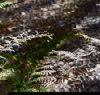 Langwarrin Flora and Fauna Reserve Walking Trails - Accommodation Yamba