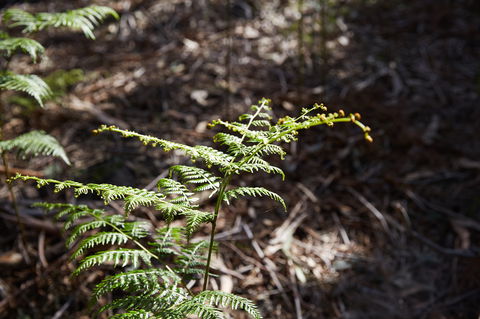 Langwarrin Flora And Fauna Reserve Walking Trails - Accommodation Yamba 0